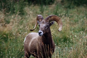  ram